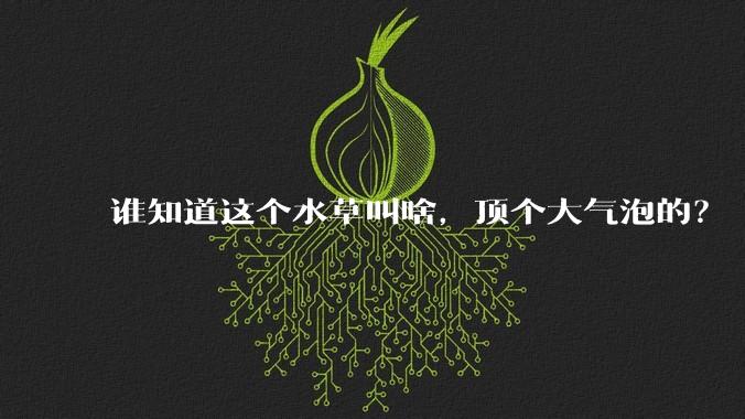 谁知道这个水草叫啥，顶个大气泡的？